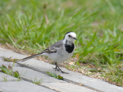 Motacilla alba baicalensis