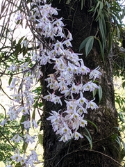 Dendrobium amoenum