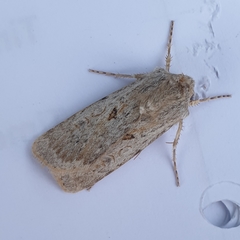 Agrotis ripae