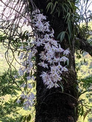 Dendrobium amoenum