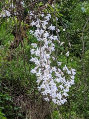 Dendrobium amoenum