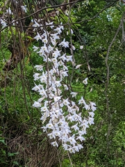 Dendrobium amoenum