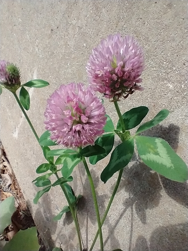 Trifolium pratense