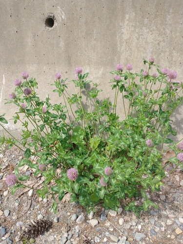 Trifolium pratense