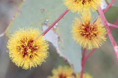 Acacia inaequilatera