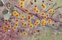 Acacia inaequilatera