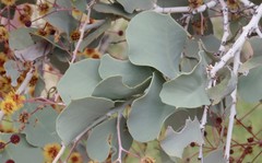 Acacia inaequilatera