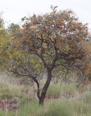 Acacia inaequilatera