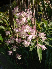 Dendrobium aphyllum