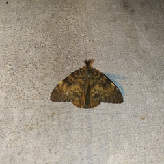 Lymantria ampla