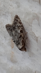 Meganola strigula