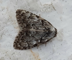 Meganola strigula