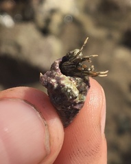 Clibanarius taeniatus