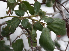 Ceanothus velutinus velutinus