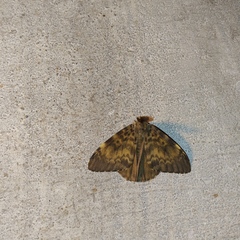Lymantria ampla