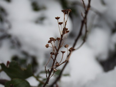 Ceanothus velutinus velutinus