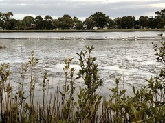 Threskiornis molucca