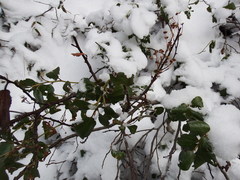 Ceanothus velutinus velutinus