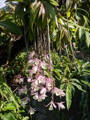 Dendrobium aphyllum