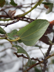 Ceanothus velutinus velutinus