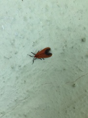 Phauda flammans