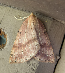 Thallophaga hyperborea