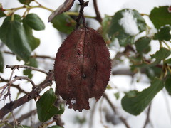 Ceanothus velutinus velutinus