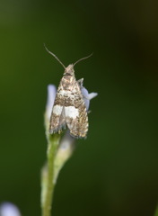 Dichrorampha sequana