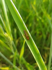 Cantharis rufa