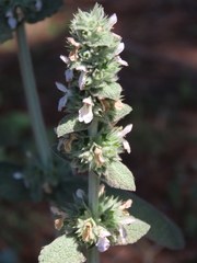 Stachys germanica