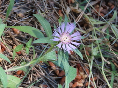 Centaurea pullata