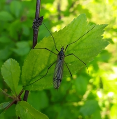 Acutipula