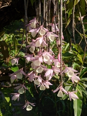 Dendrobium aphyllum