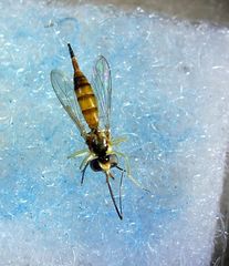 Stylogaster biannulata