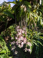 Dendrobium aphyllum