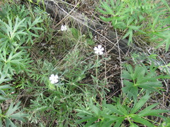 Silene linnaeana