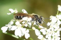 Andrena chrysosceles