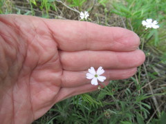Silene linnaeana