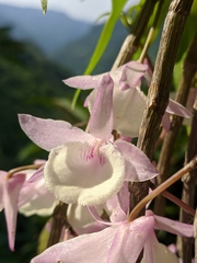 Dendrobium aphyllum