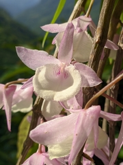 Dendrobium aphyllum