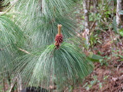 Pinus maximinoi