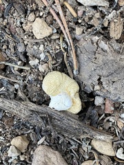 Pholiota nubigena