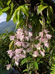 Dendrobium aphyllum
