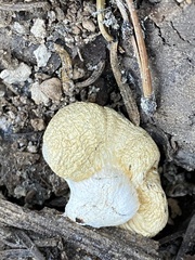 Pholiota nubigena