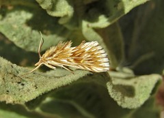 Cynaeda dentalis