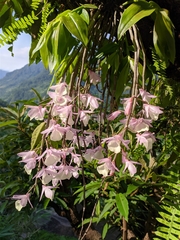 Dendrobium aphyllum