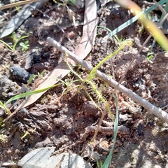 Drosera finlaysoniana