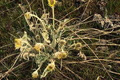 Balsamorhiza sagittata
