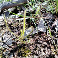 Drosera finlaysoniana