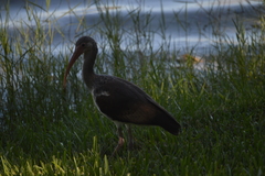 Eudocimus albus
